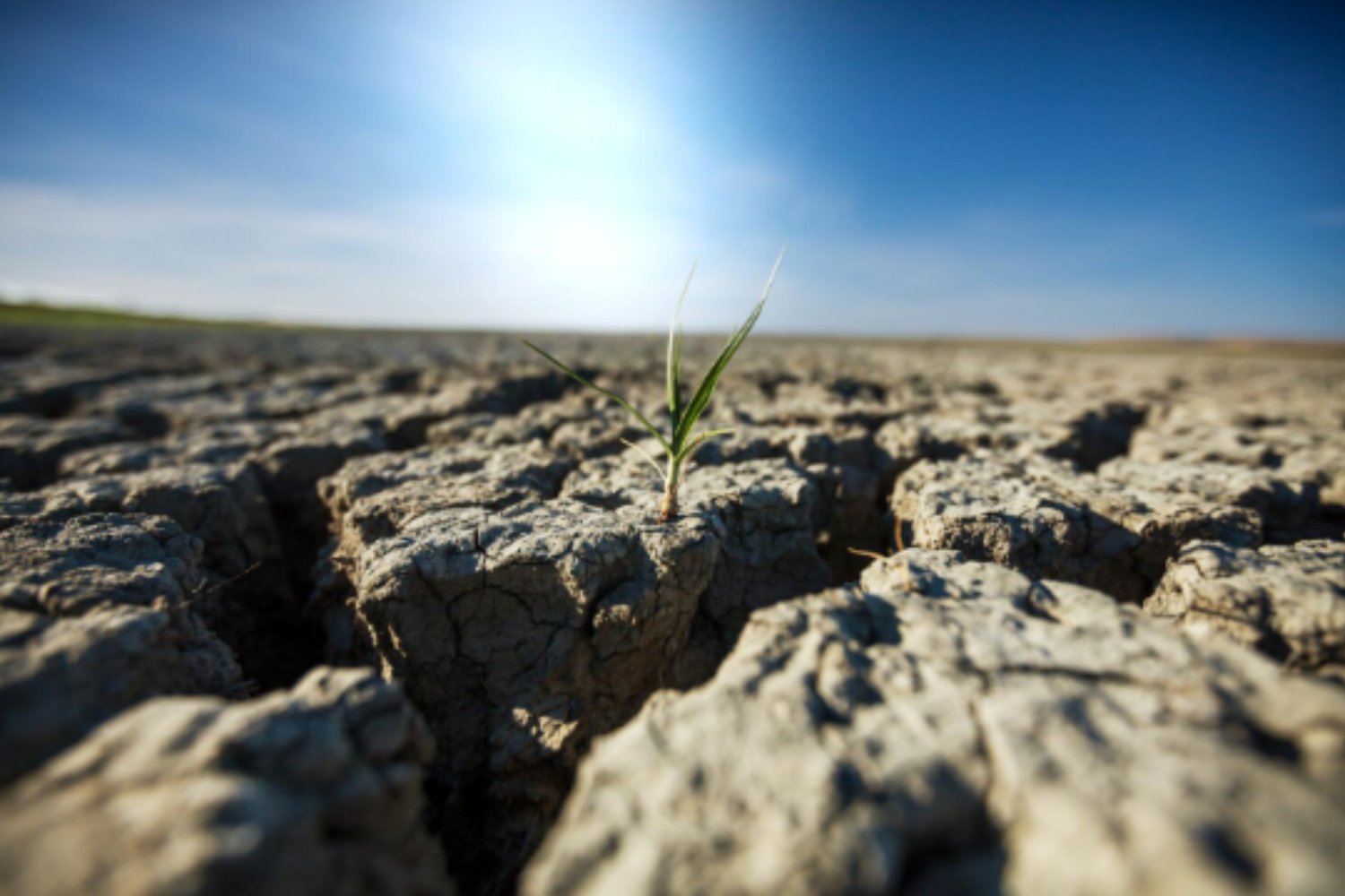 El suelo guarda huellas del pasado y protege a las plantas del cambio climático