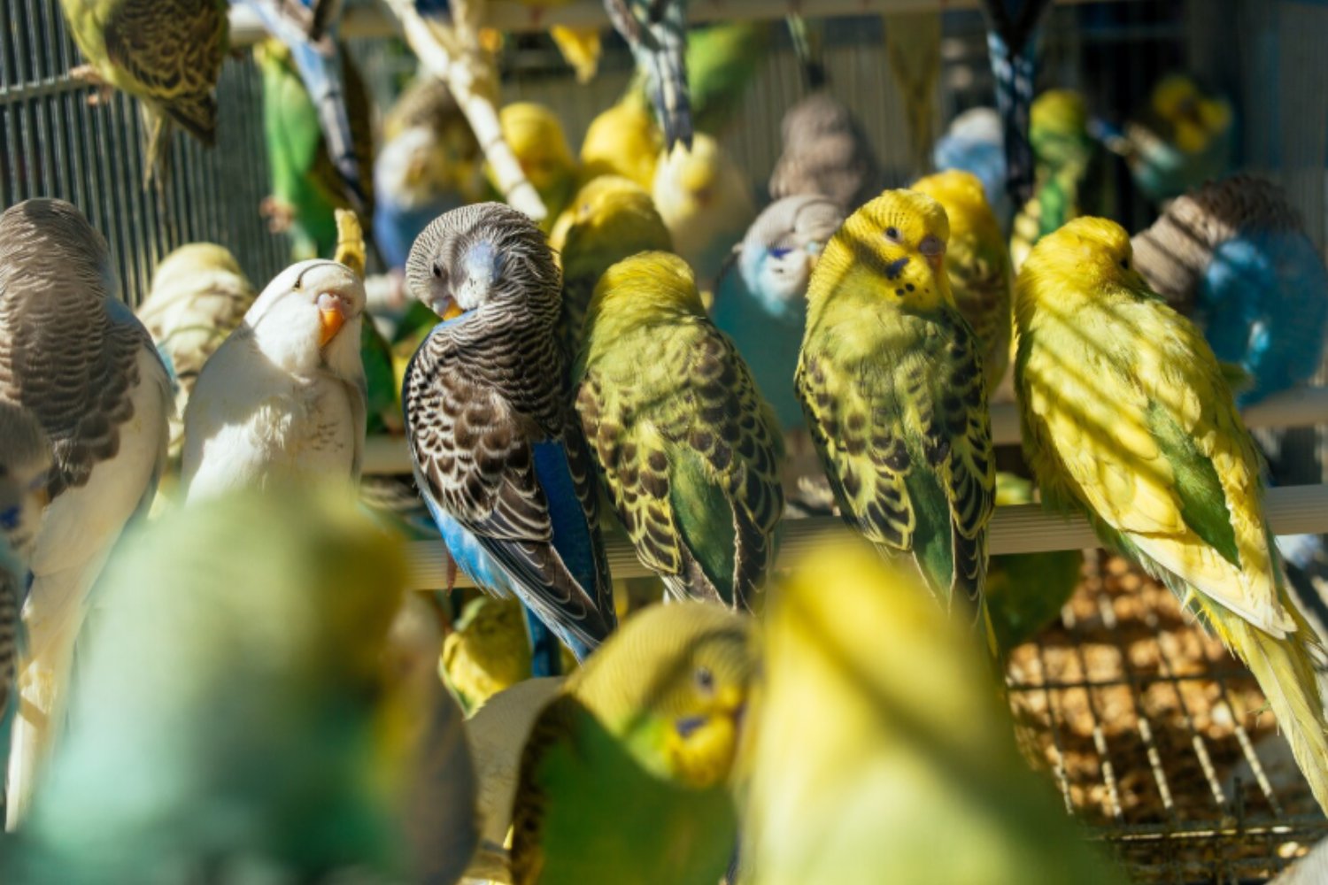 Las cotorras también “miden” a sus amigos: la estrategia social que sorprende a la ciencia