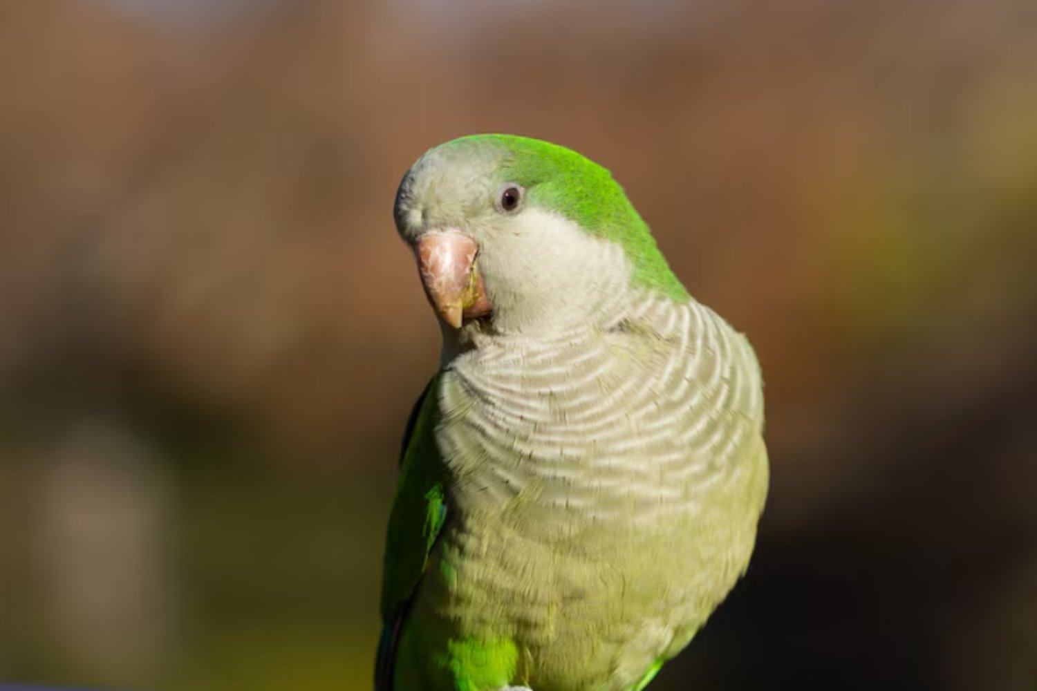 Las cotorras también “miden” a sus amigos: la estrategia social que sorprende a la ciencia