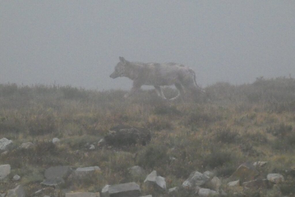 Lobos en una isla sin lobos: el hallazgo que reescribe 5.000 años de convivencia humana
