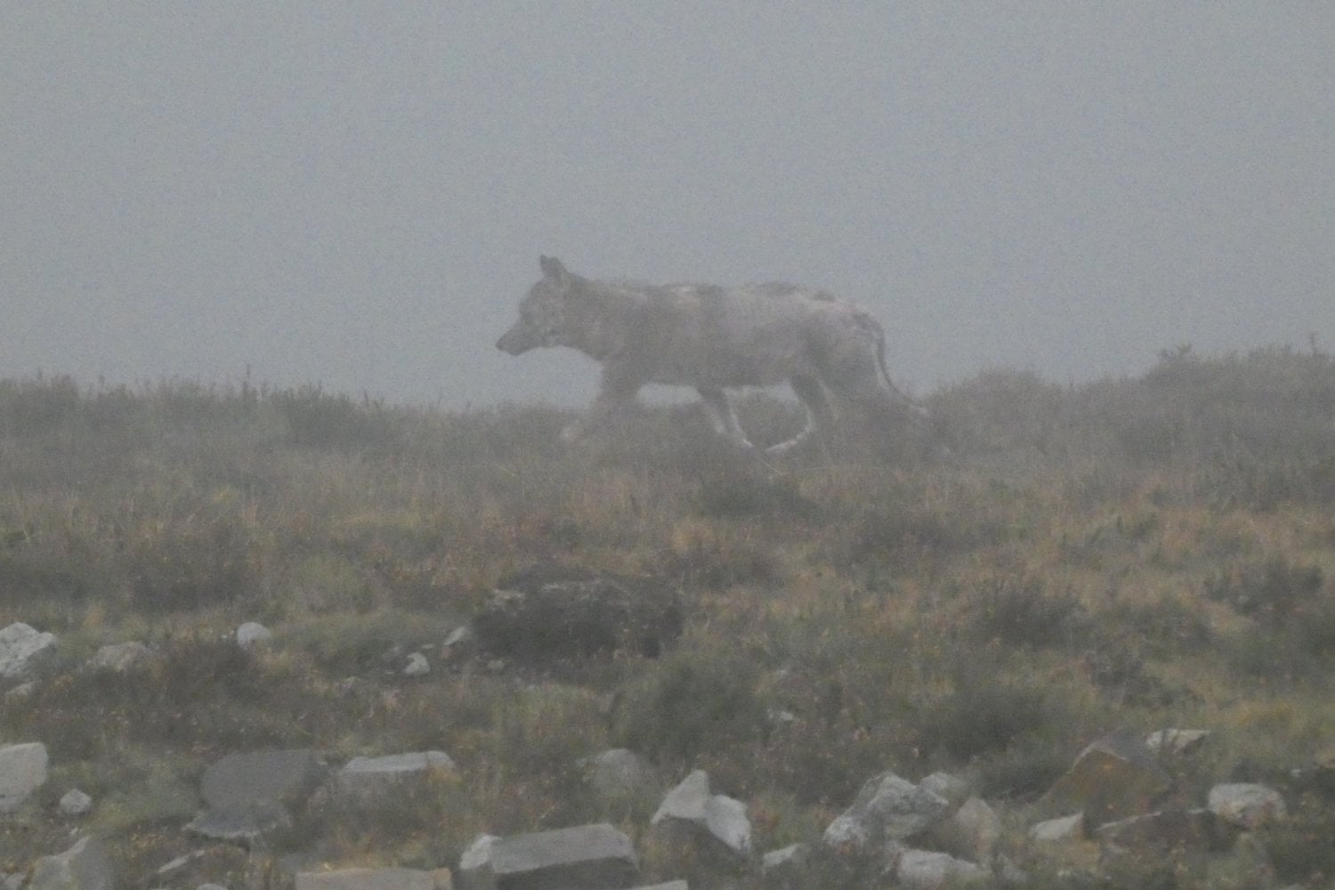 Lobos en una isla sin lobos: el hallazgo que reescribe 5.000 años de convivencia humana