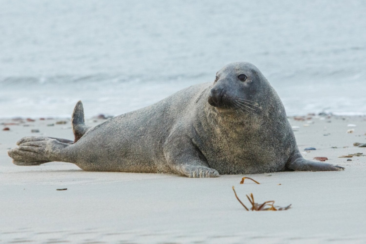 Un elefante marino argentino sorprende al reaparecer en las costas de Brasil en pleno noviembre