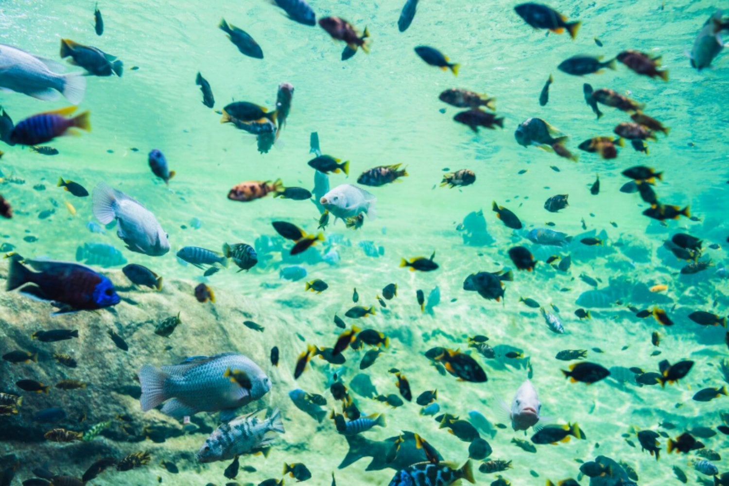 La minería submarina podría colapsar la base del ecosistema marino, advierte un estudio