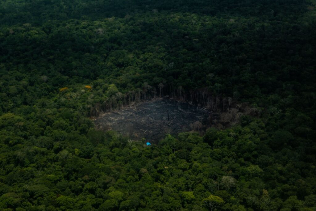 La selva que olvida su historia: alertan sobre una pérdida irreversible de árboles en la Amazonía