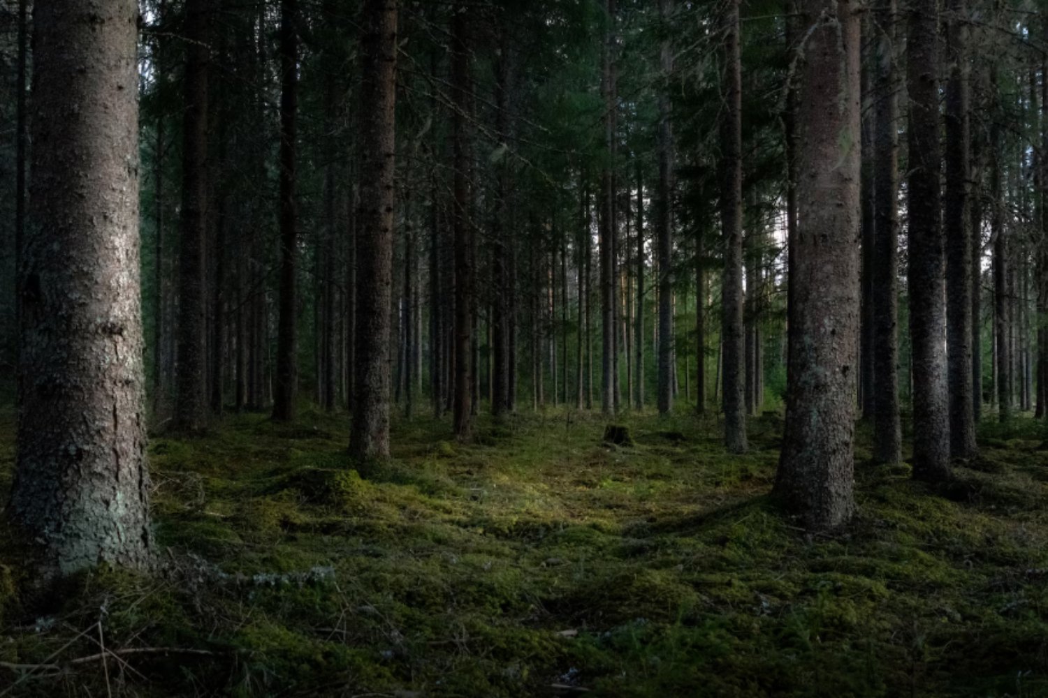 El café amenaza los bosques, y la falta de bosques amenaza al café