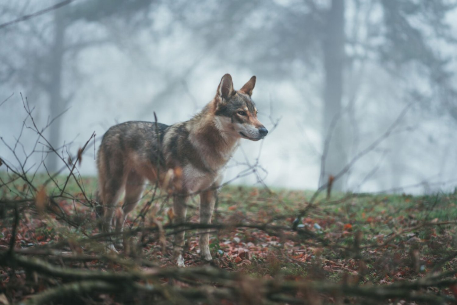 Lobos en una isla sin lobos: el hallazgo que reescribe 5.000 años de convivencia humana