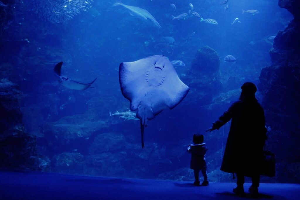 El acuario de agua dulce más grande del mundo está en Brasil: así es el impresionante Bioparque Pantanal