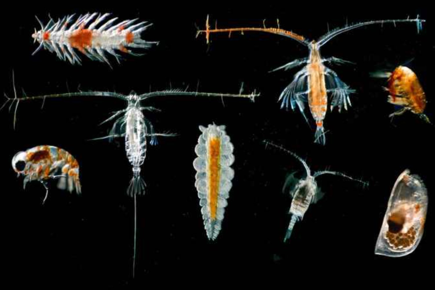 La minería submarina podría colapsar la base del ecosistema marino, advierte un estudio