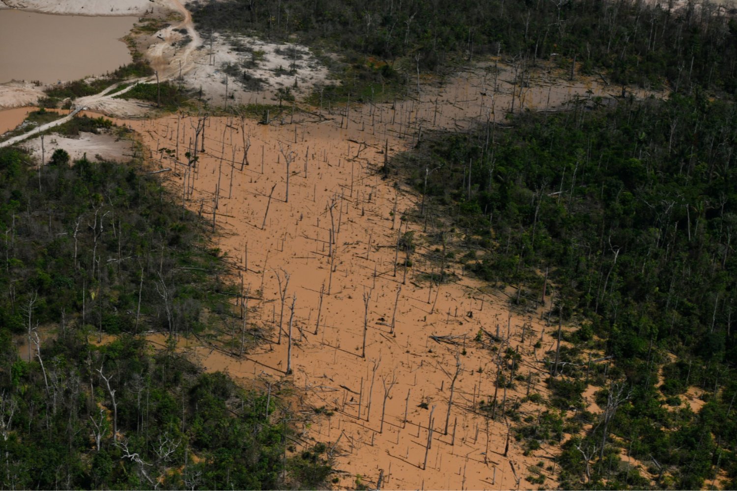 La selva que olvida su historia: alertan sobre una pérdida irreversible de árboles en la Amazonía