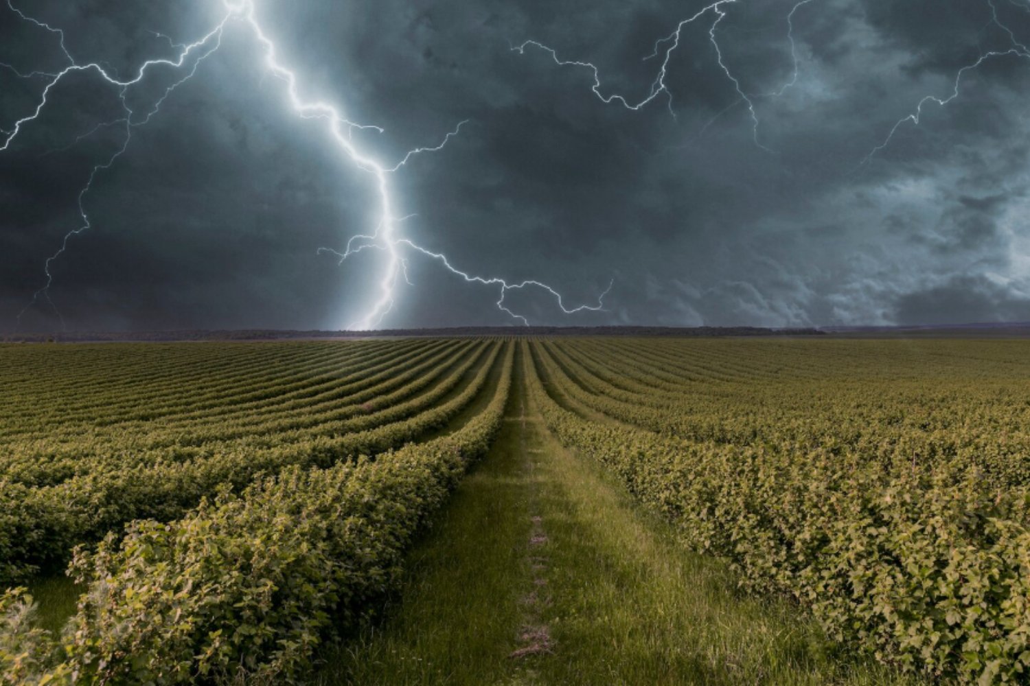 Tormentas que ahogan la comida del mundo: el arroz está perdiendo una batalla silenciosa
