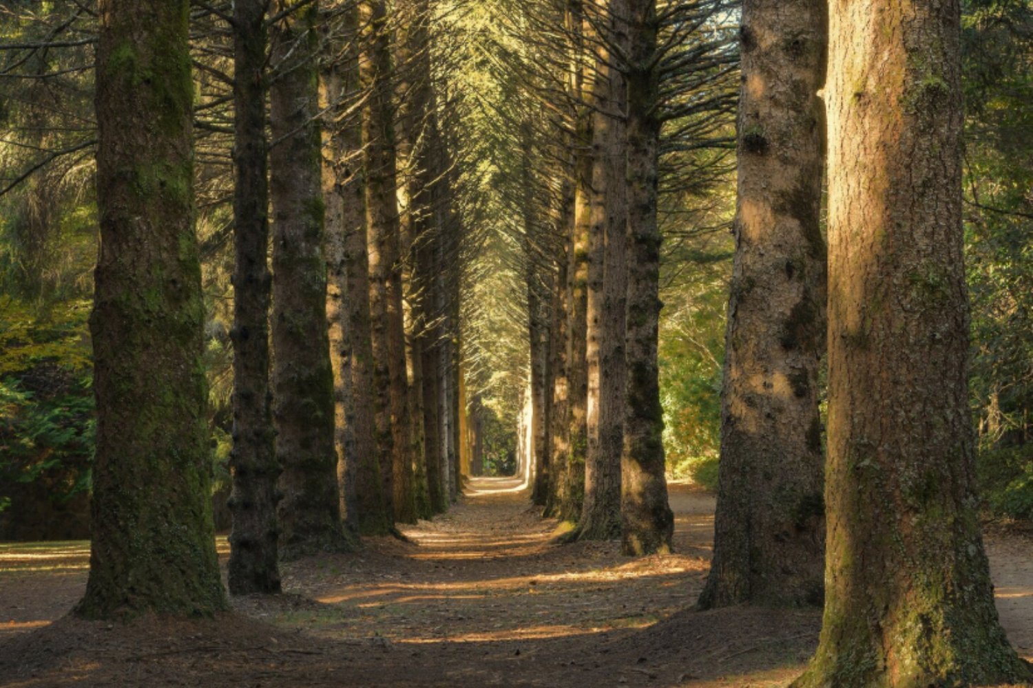 El café amenaza los bosques, y la falta de bosques amenaza al café