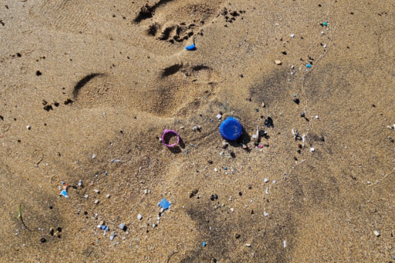 Los microplásticos no viajan solos: ahora sabemos que transportan bacterias peligrosas hasta nuestras playas
