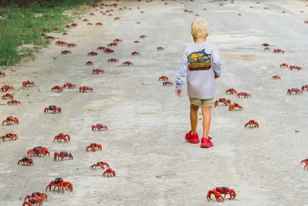La gran marea roja: así es la migración de cangrejos más espectacular del planeta en la Isla de Navidad