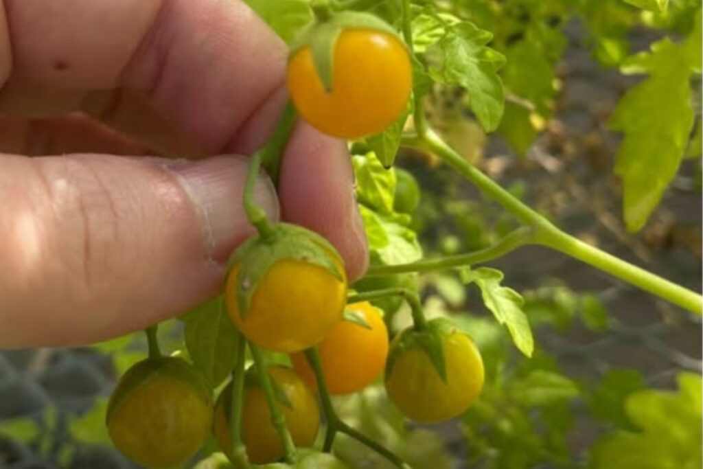 Los tomates de las Galápagos están “evolucionando al revés”. Y eso podría revolucionar la farmacología