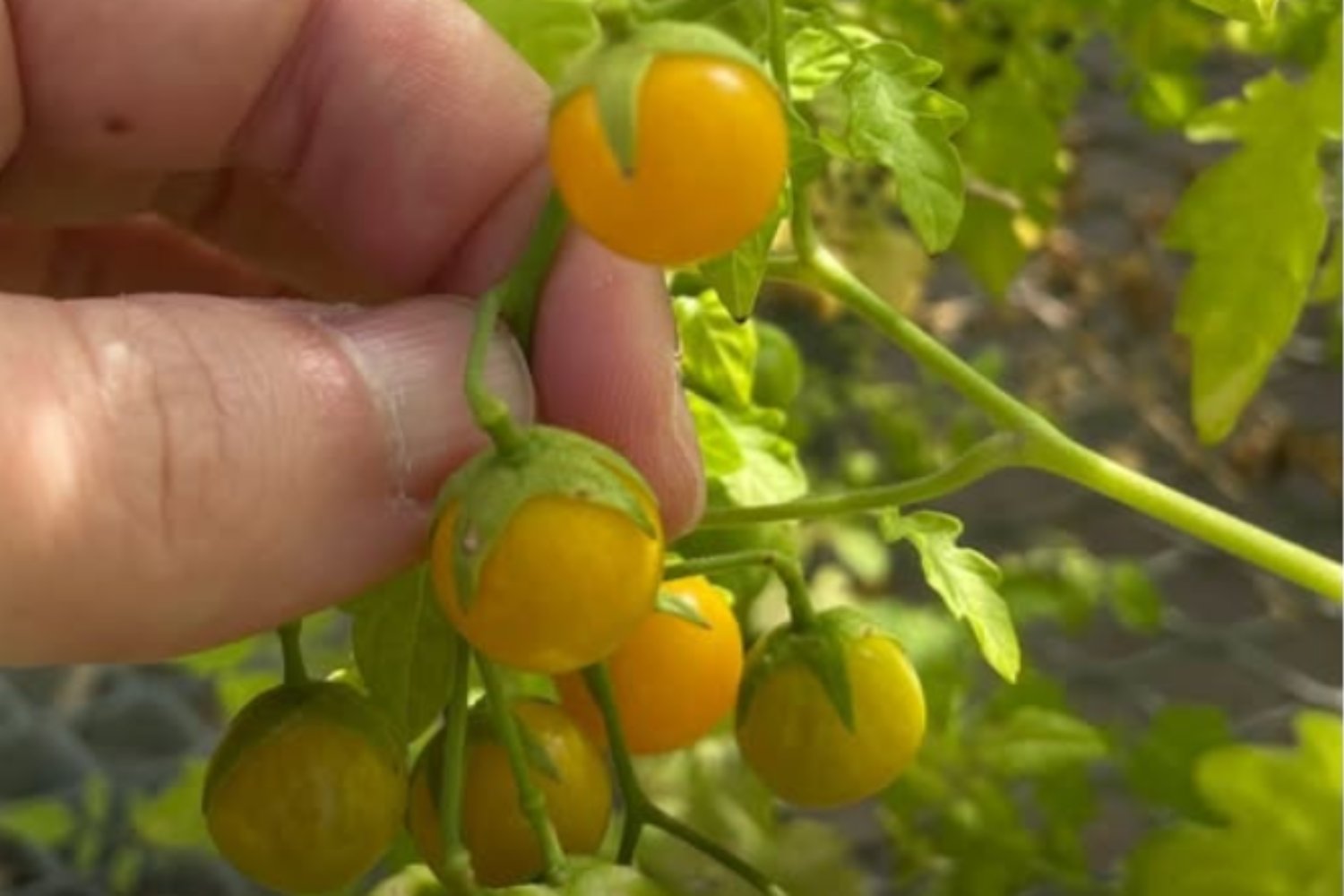Los tomates de las Galápagos están “evolucionando al revés”. Y eso podría revolucionar la farmacología