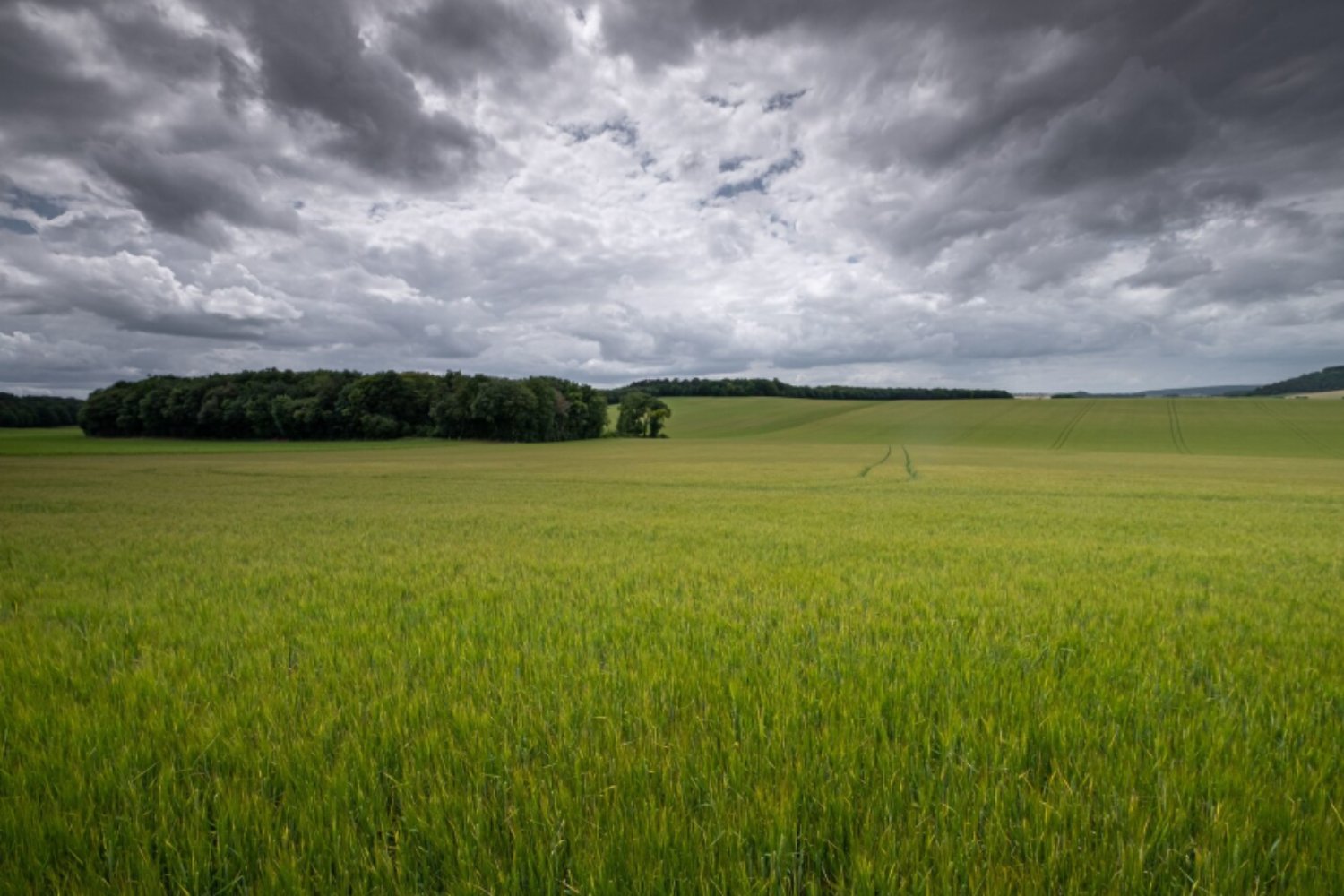 Tormentas que ahogan la comida del mundo: el arroz está perdiendo una batalla silenciosa