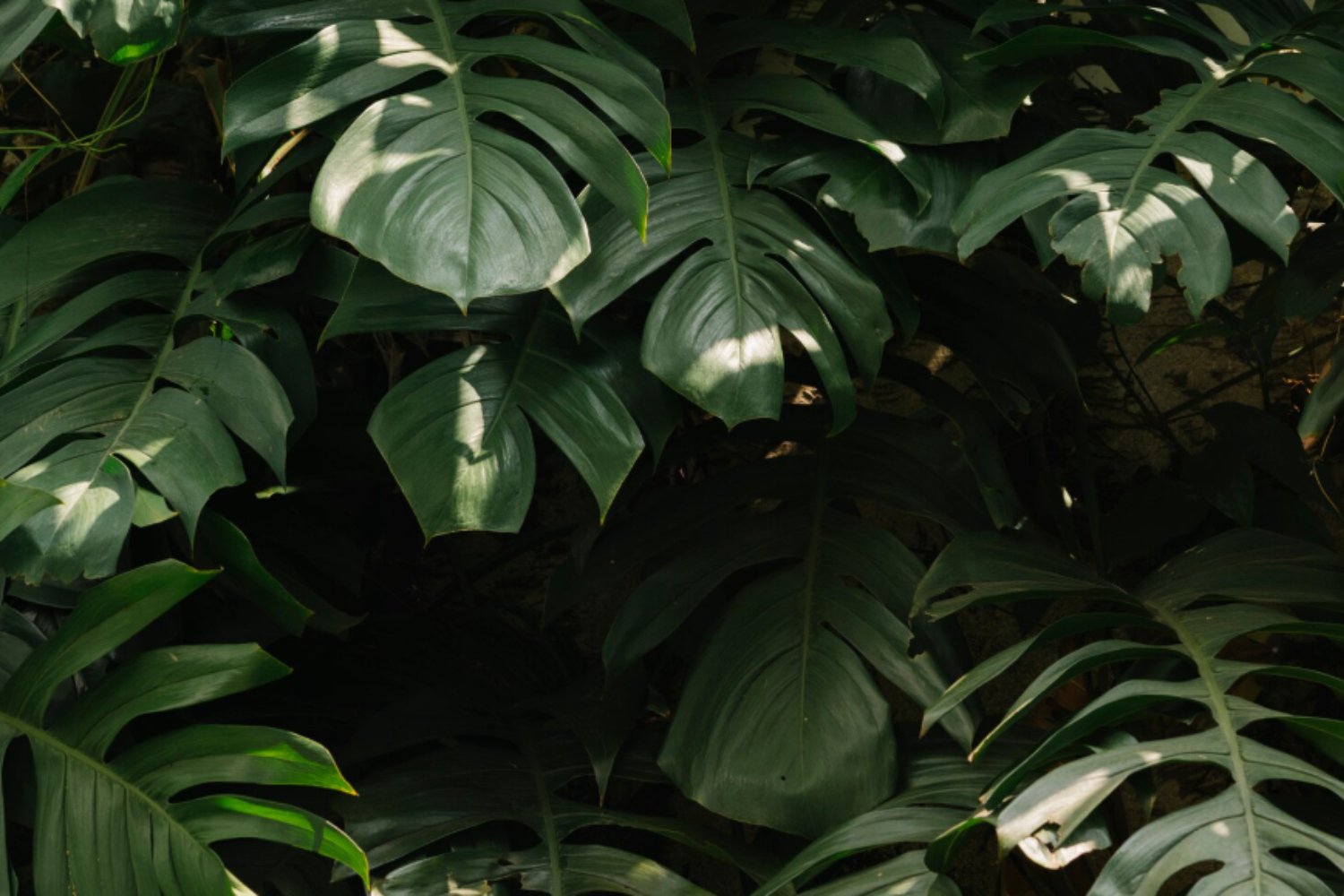 Cómo las plantas evitaron el colapso atmosférico hace 20.000 años: el misterioso papel del CO₂ en plena era glacial