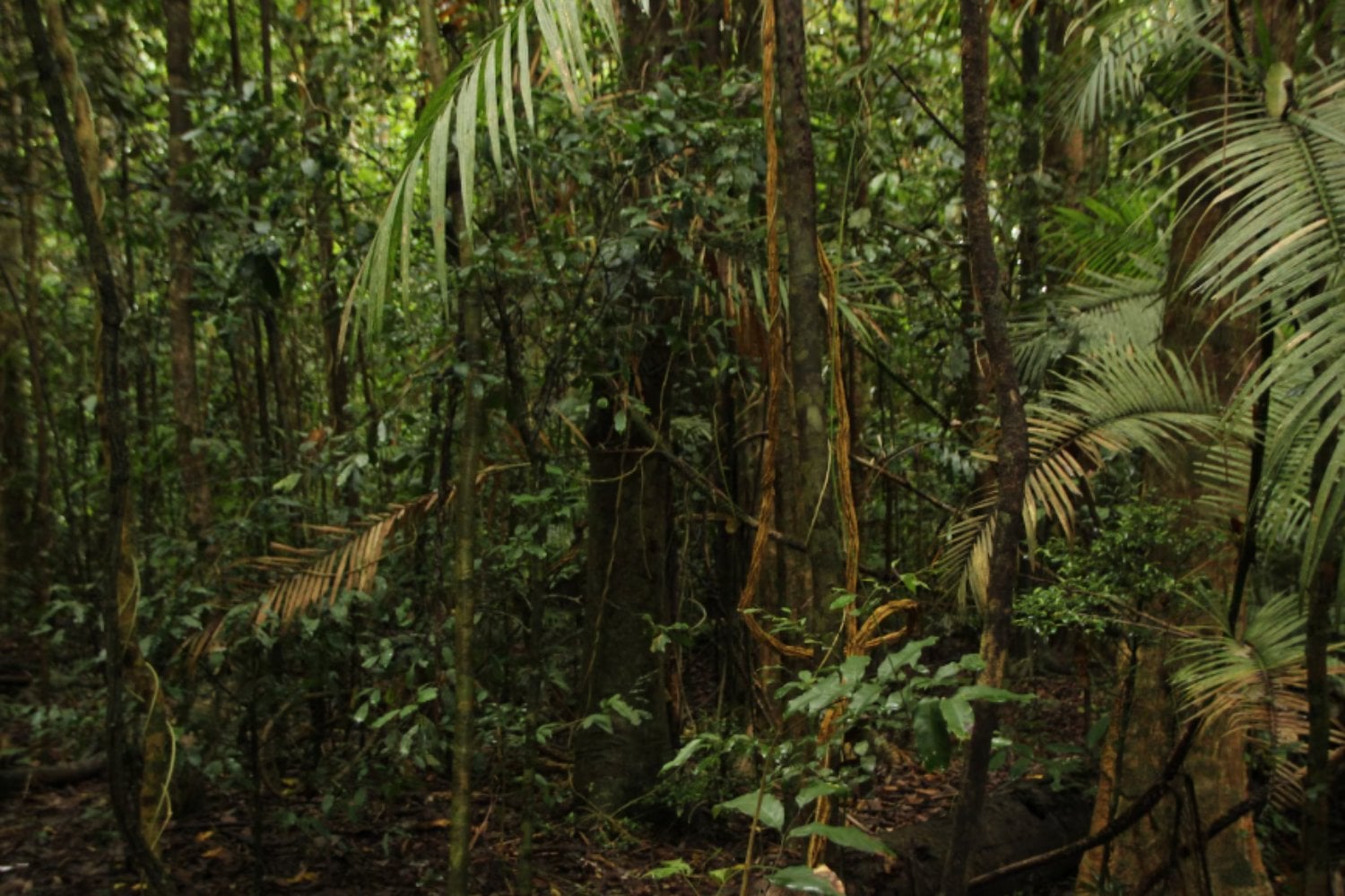 Cómo las plantas evitaron el colapso atmosférico hace 20.000 años: el misterioso papel del CO₂ en plena era glacial