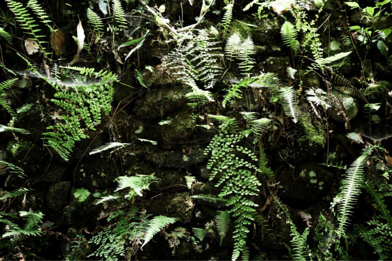 Cómo las plantas evitaron el colapso atmosférico hace 20.000 años: el misterioso papel del CO₂ en plena era glacial