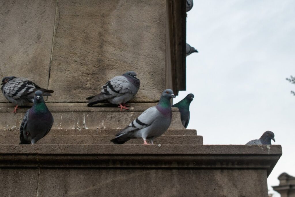 No era la retina: la ciencia confirma dónde está realmente la brújula de las palomas