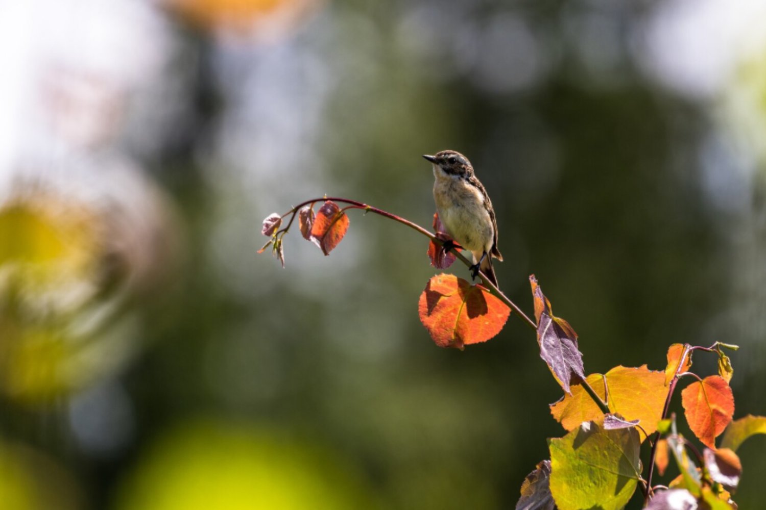 El amanecer y el canto de las aves: la biología detrás del sonido más antiguo del mundo