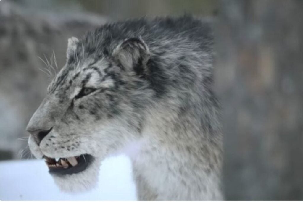 Planeta Prehistorico La Edad De Hielo
