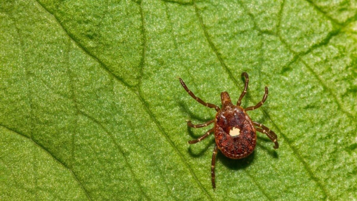 ダニが媒介する肉アレルギーに関連した初の死亡例が出現
