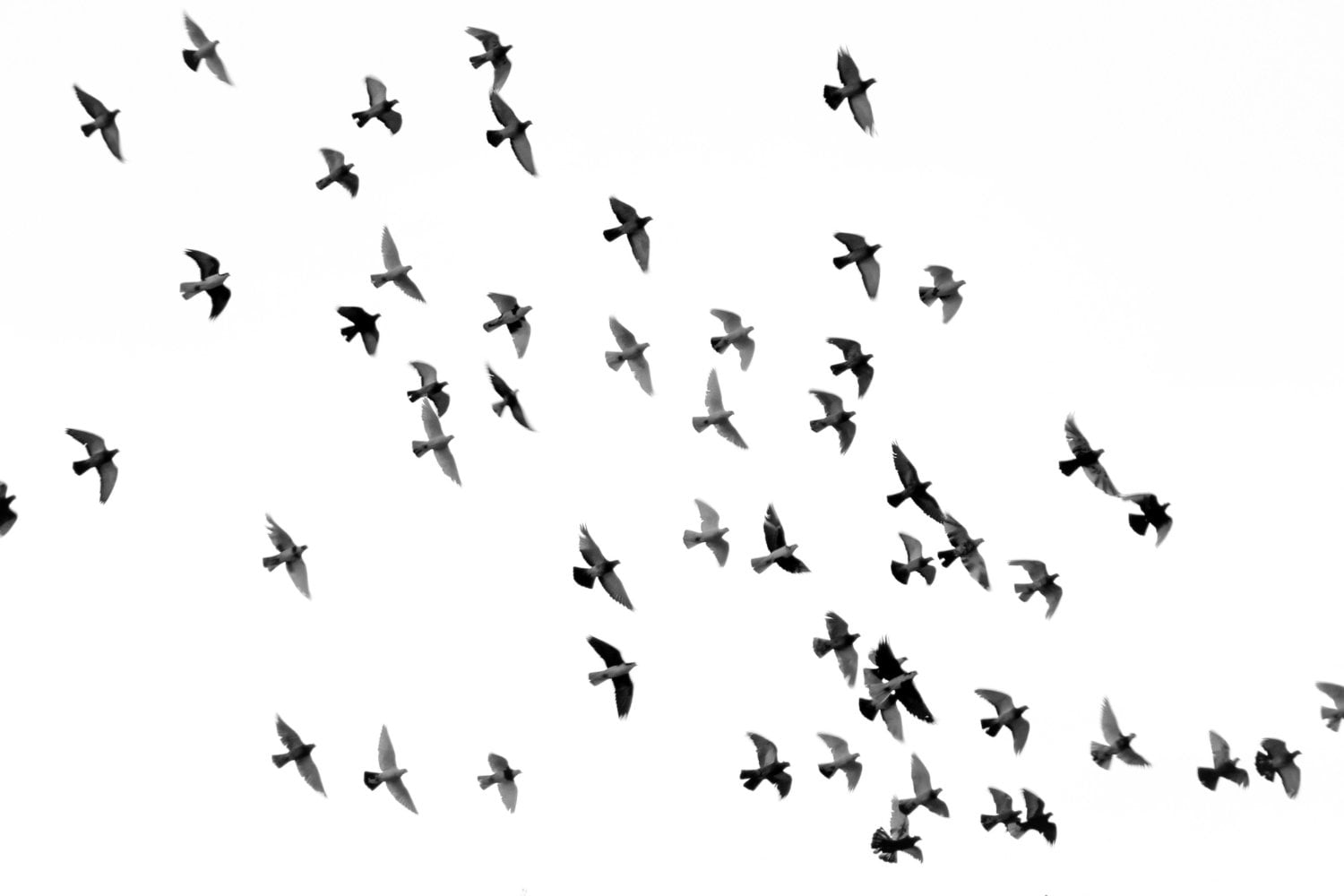 Aves