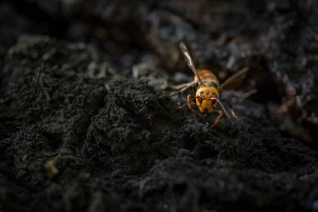 Avispas Asesinas Venenosas En Laos