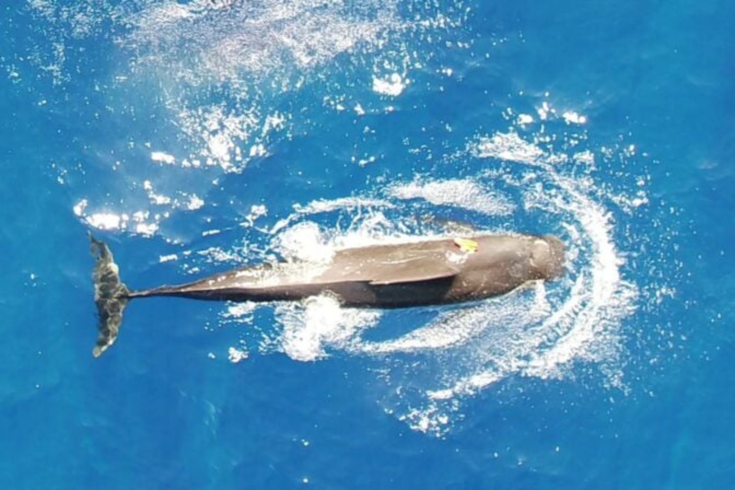 Ballena Piloto