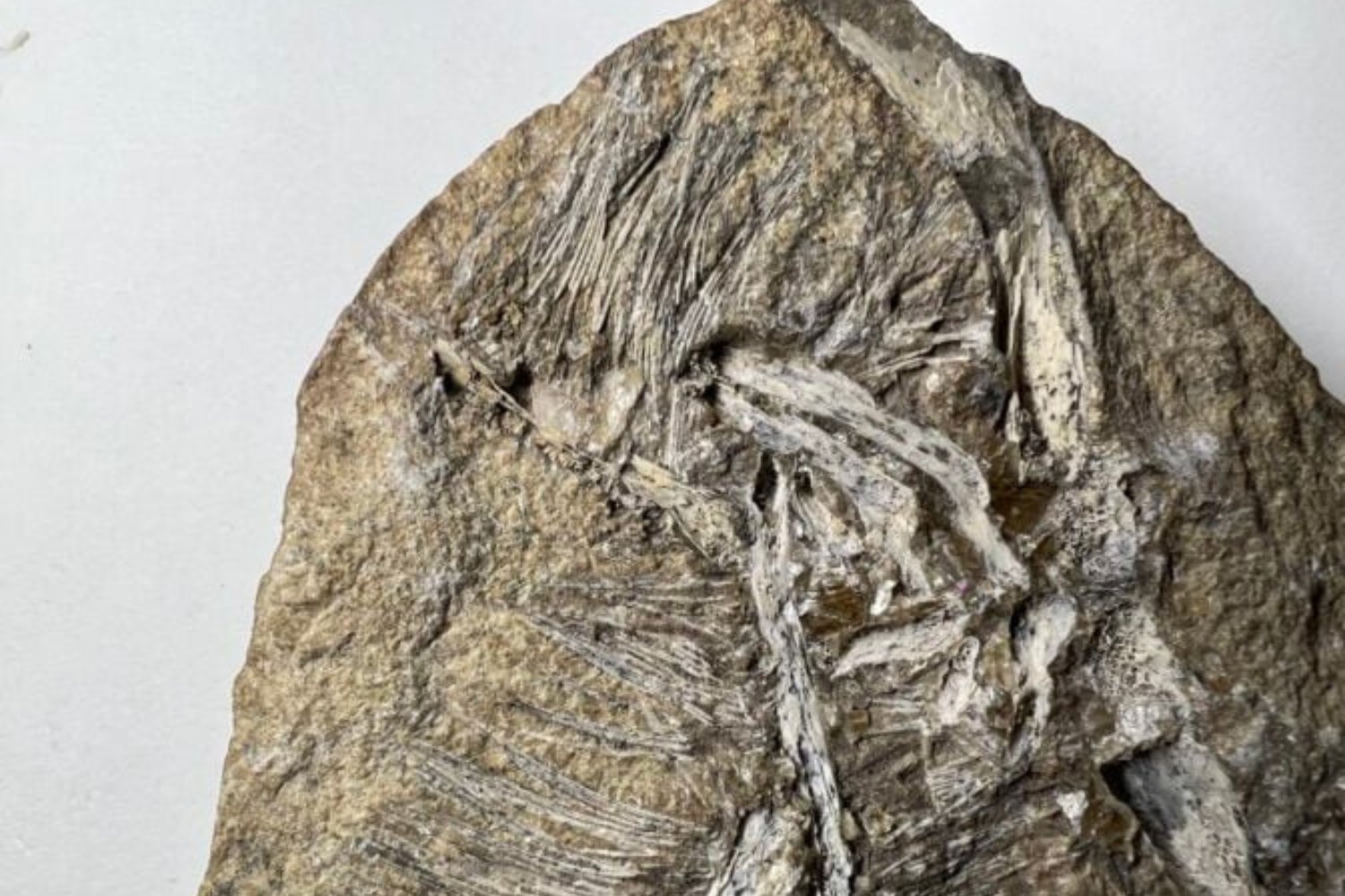Fosil De Pterosaurio