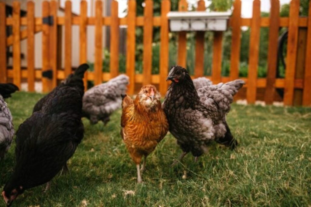 Gallinas