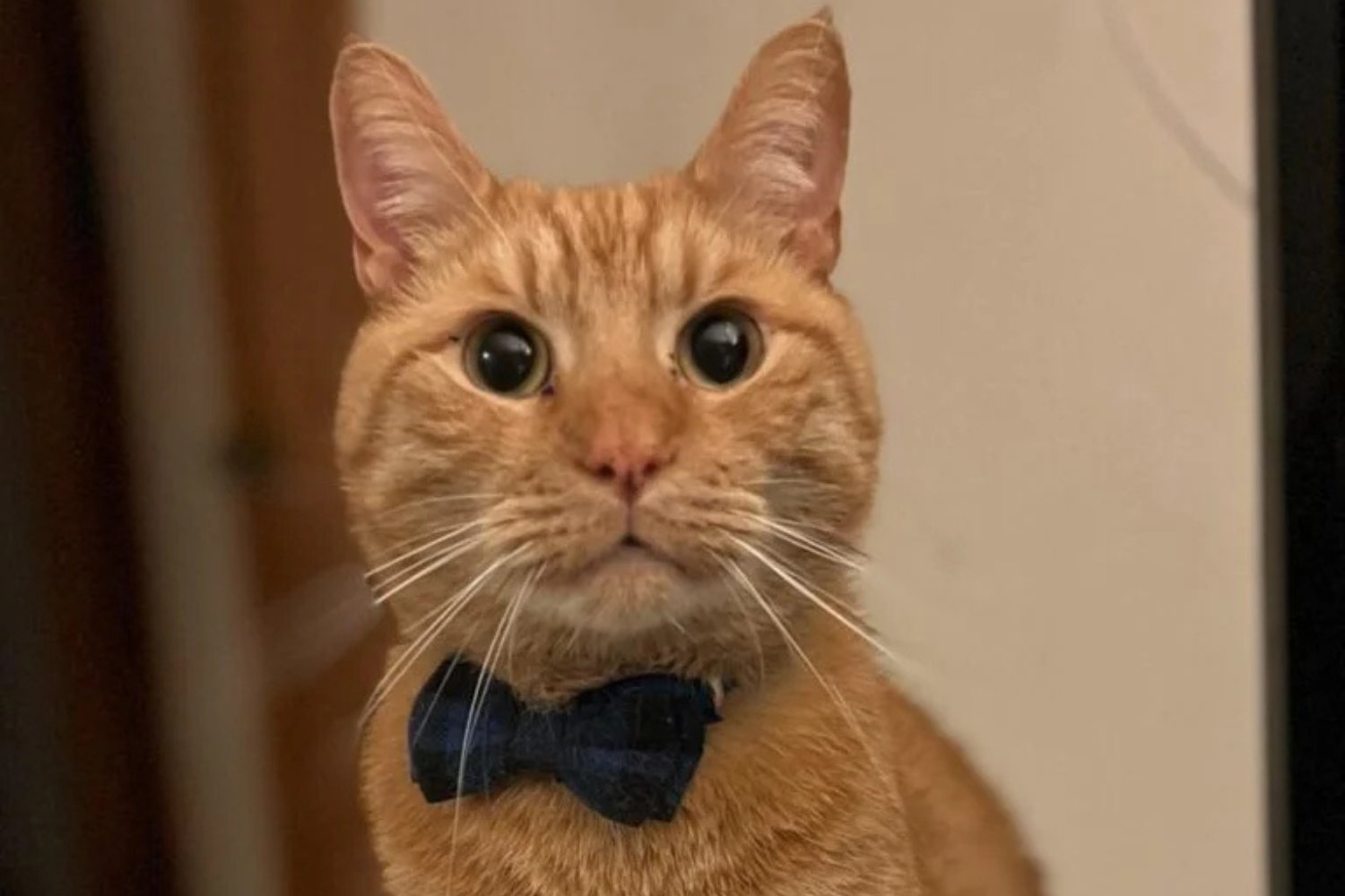 Gato Con Moño