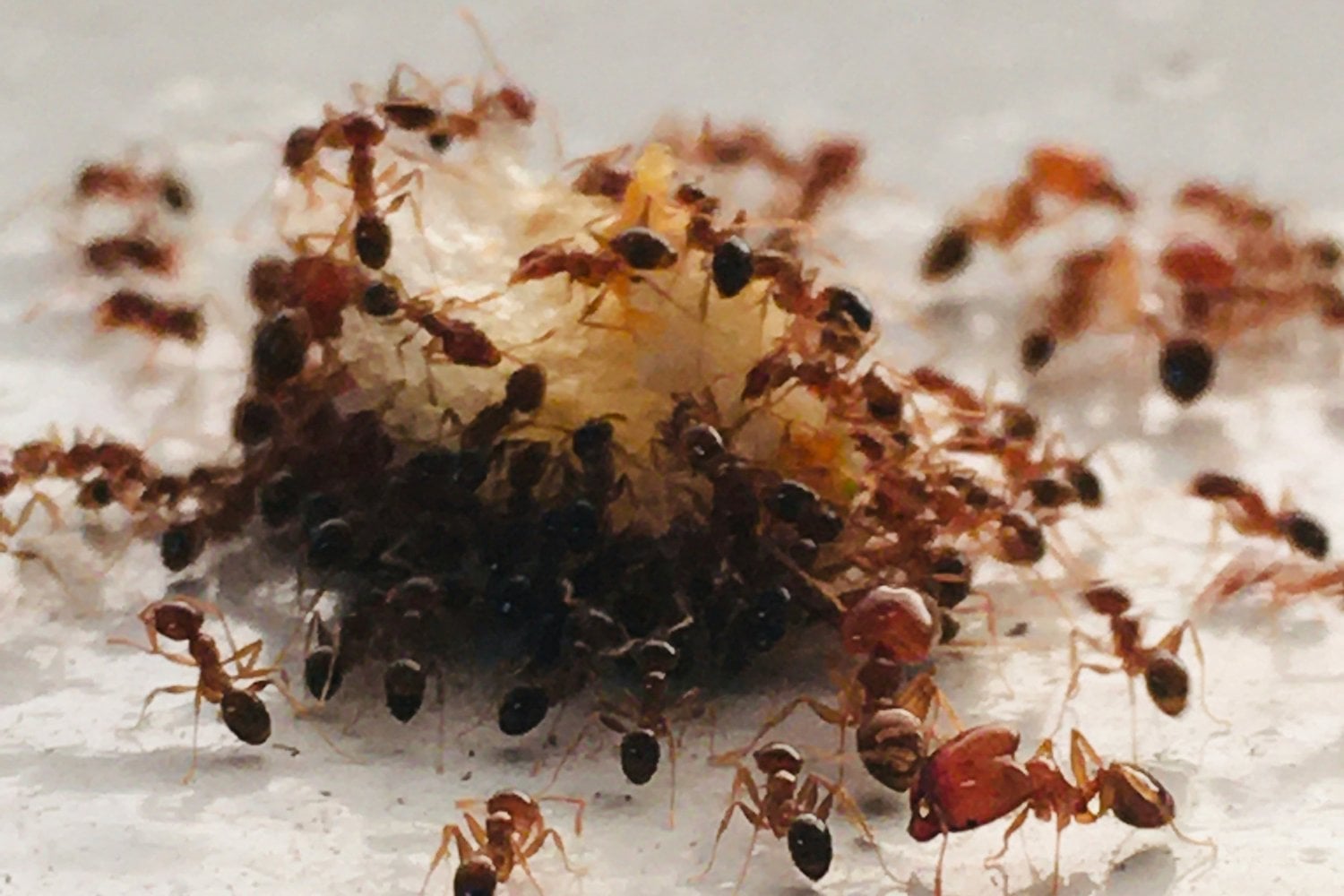 Hormigas