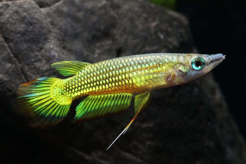 Killifish