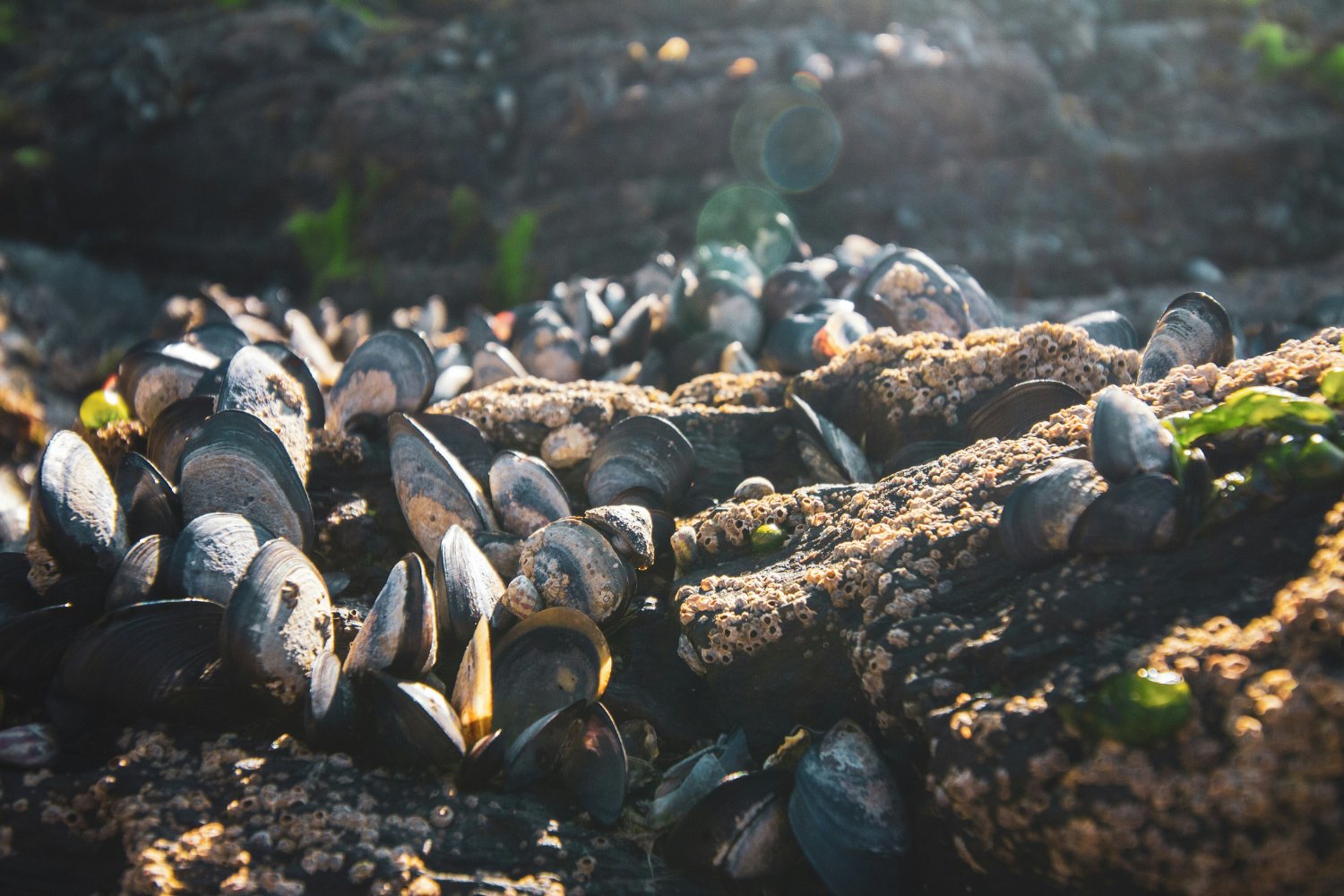 Mejillones