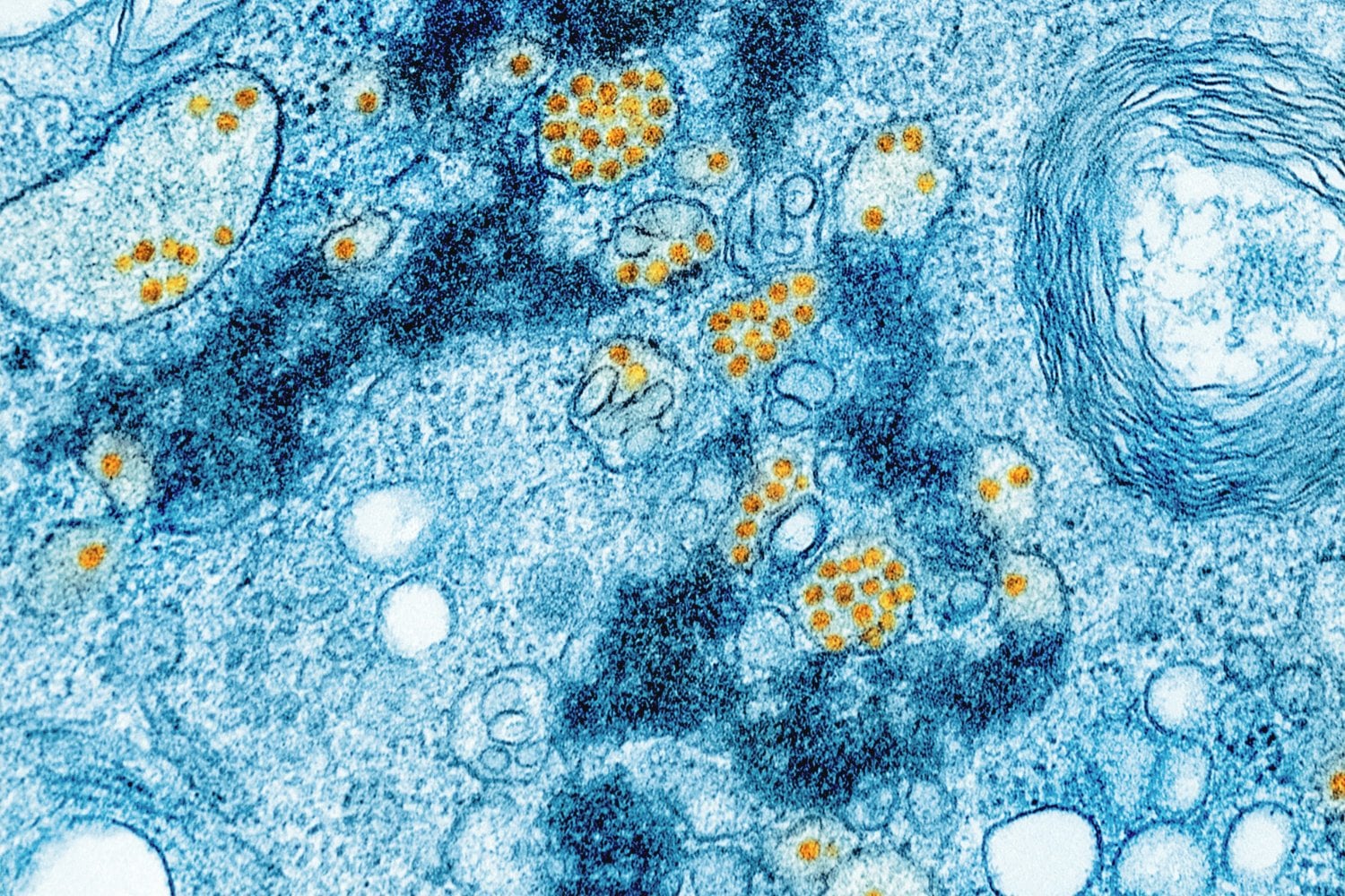 MicrobiOS MilenariOS