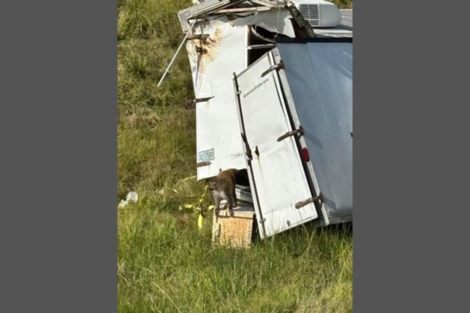 Monos Escapan De Laboratorio