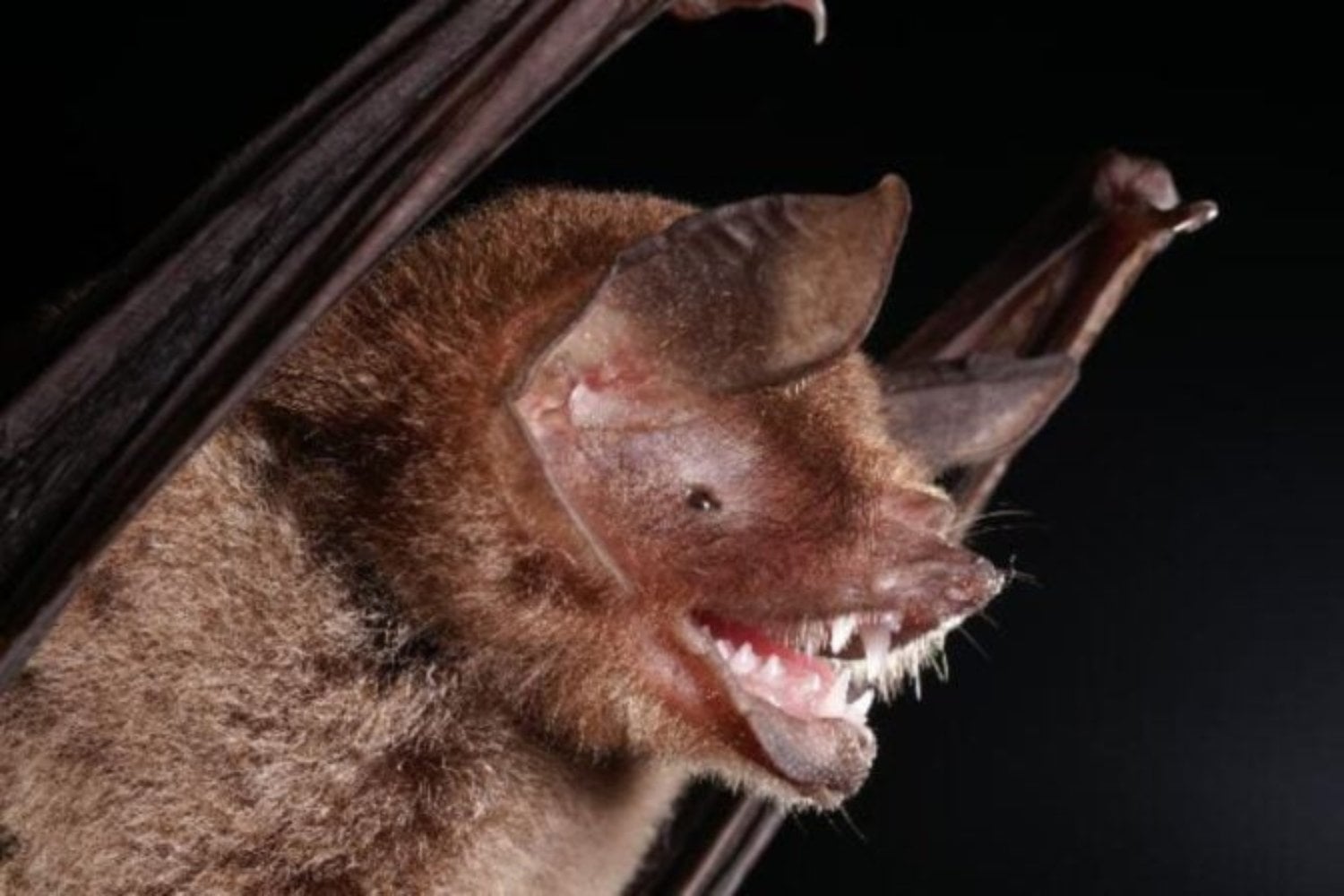 Nuevo Virus Que Se Asemeja Al Covid