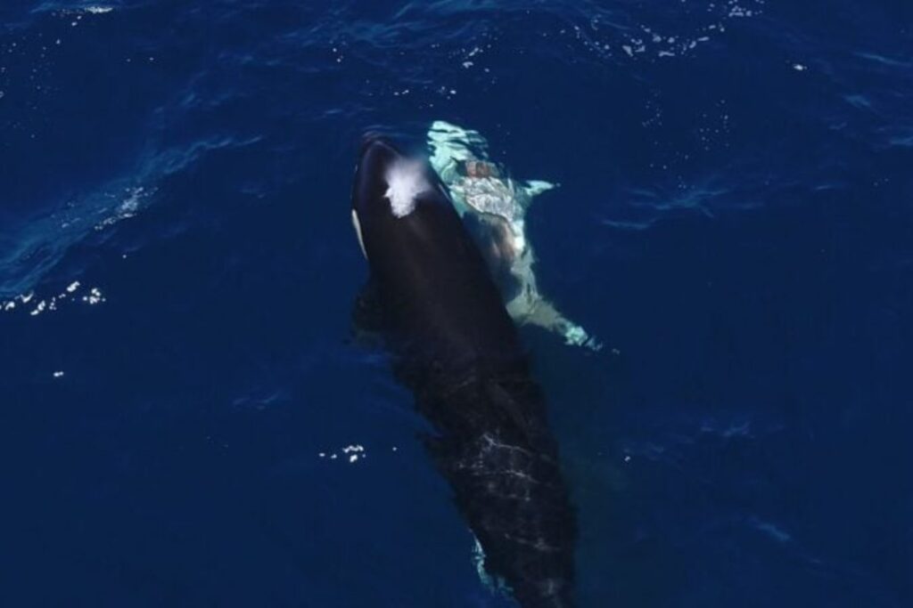 Orcas Devorando Un Tiburon Blanco