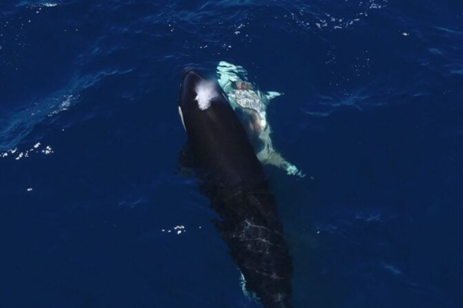 Orcas Devorando Un Tiburon Blanco