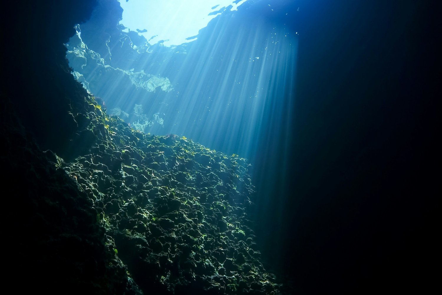 Ostras Para Mejorar La Calidad Del Agua