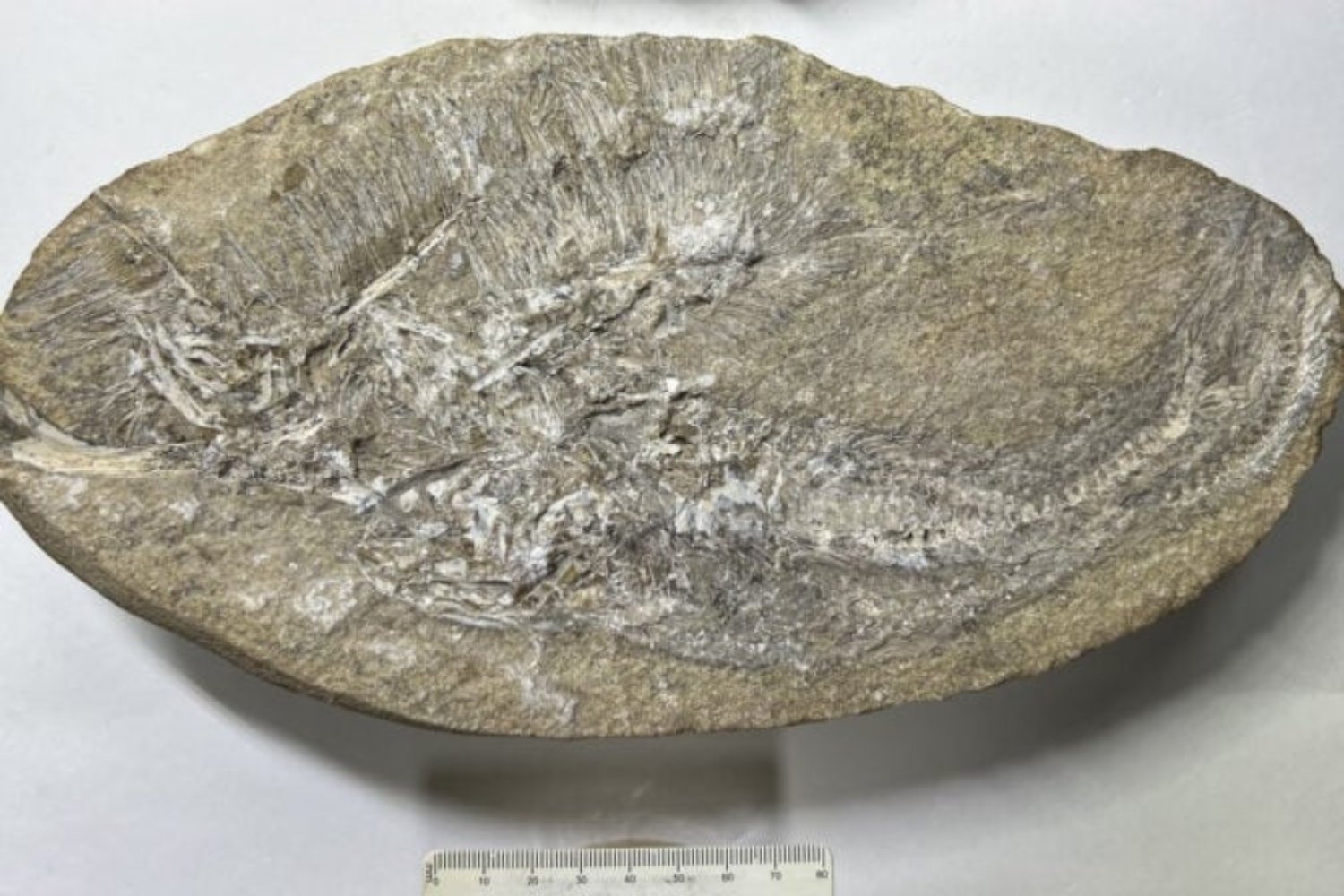 Pterosaurio Fosil
