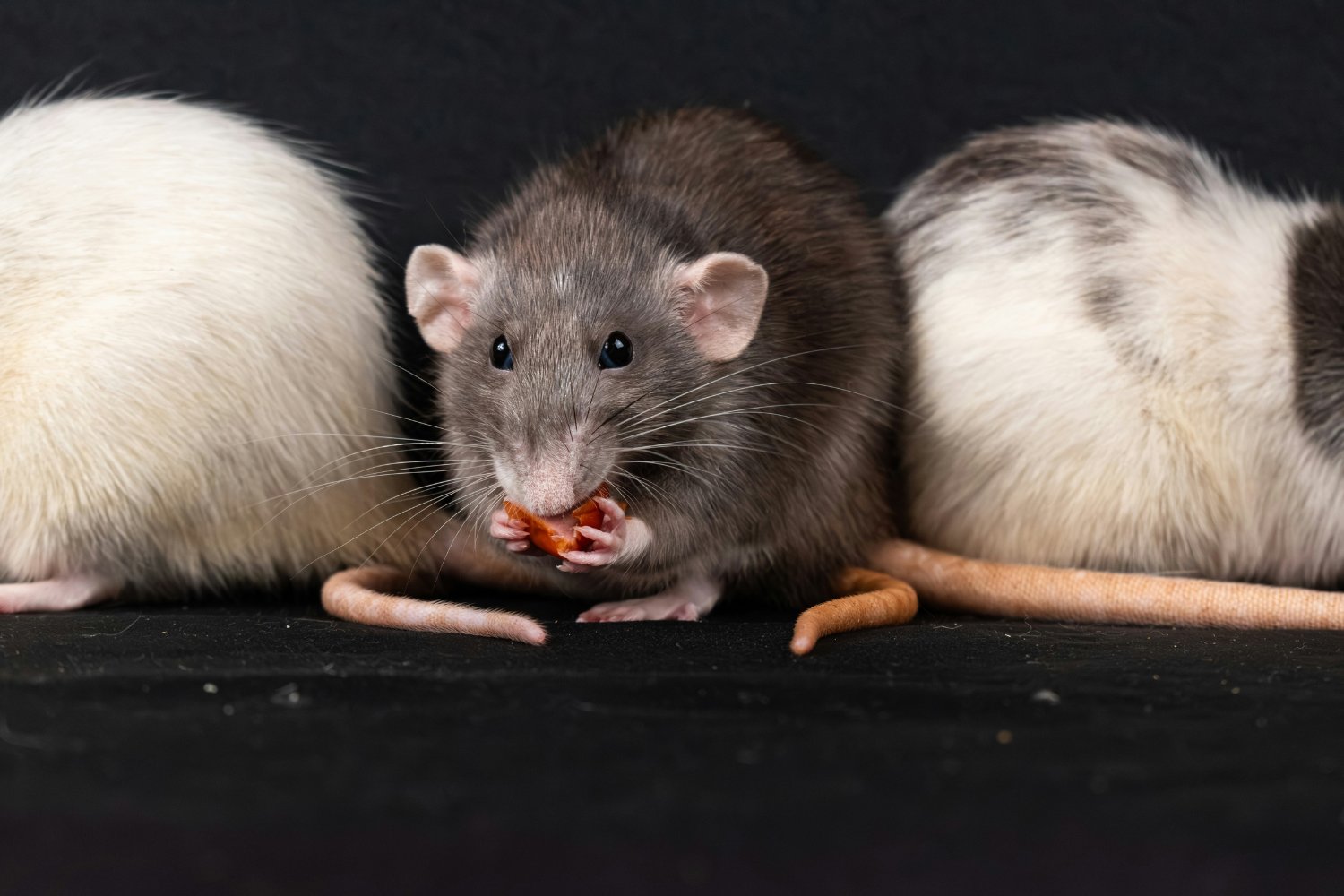 Ratones Austronautas Shenzhou 21