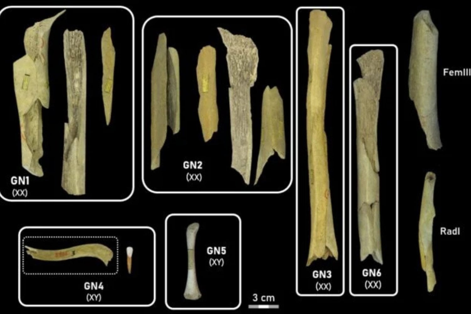 Restos Neandertales