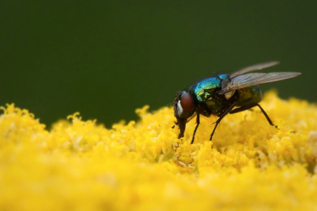 Riesgos De Las Moscas