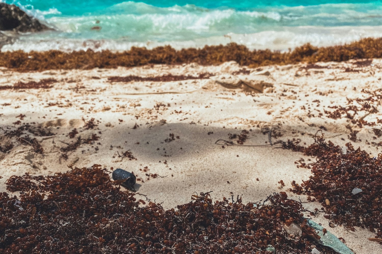 Sargazo En El Caribe