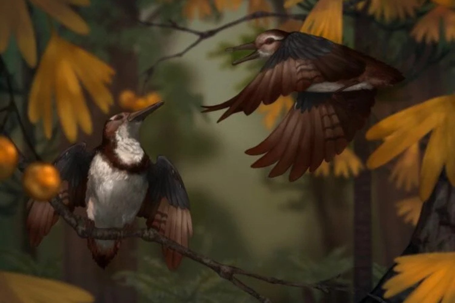 Chromoeornis Funkyi Ilustrado