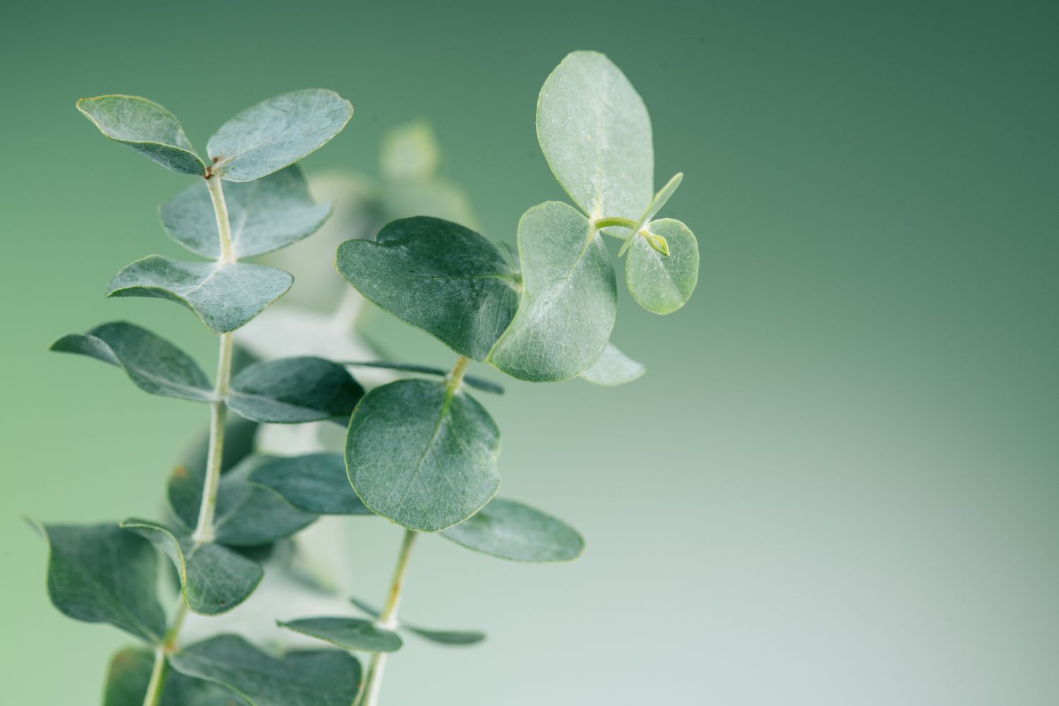 Diseño Sin Título (18)