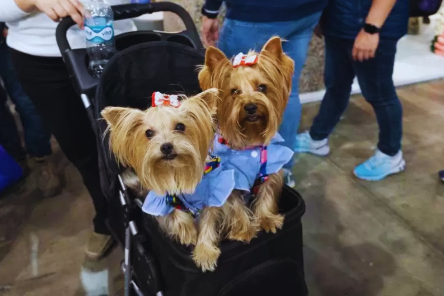 Las mascotas no están reemplazando a los bebés. En algunos países, podrían estar ayudando a que nazcan más